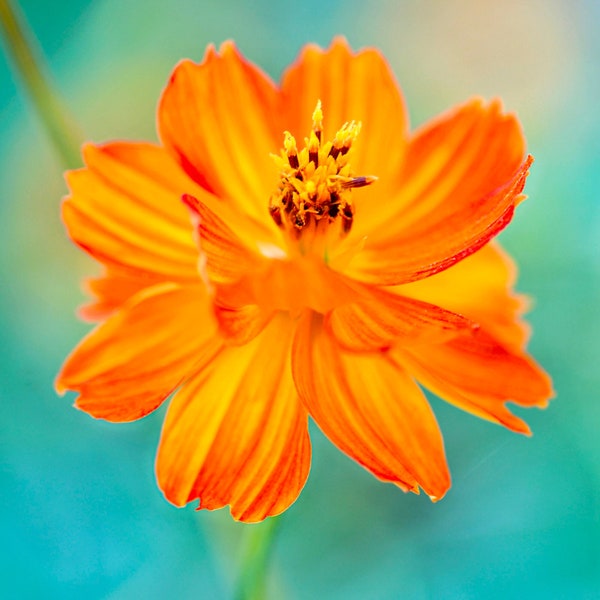 Orange Cosmos Flower Seeds - Grow Beautiful Flowers Indoors, Outdoors, In Pots, Grow Beds, Soil, Hydroponics & Aquaponics
