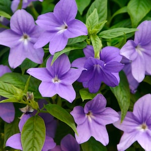 May include: A close-up shot of several purple flowers with star-shaped petals and white centers. The flowers are set against a backdrop of green leaves. The image highlights the natural beauty of the flowers.