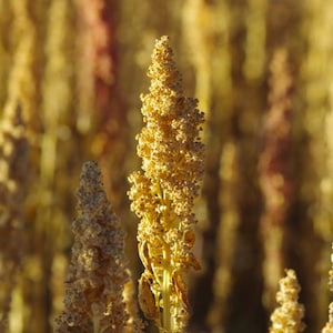 Puede incluir: Primer plano de un campo de plantas de quinoa doradas. Las plantas son altas y delgadas, con hojas largas y estrechas. Las semillas de quinoa son pequeñas y redondas, y están agrupadas en cabezuelas densas y esponjosas.