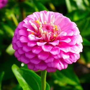 May include: A vibrant pink zinnia flower with a yellow center. The flower has many petals and is in full bloom.