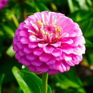 Pink Zinnia Flower Seeds - Grow Beautiful Flowers Indoors, Outdoors, In Pots, Grow Beds, Soil, Hydroponics & Aquaponics