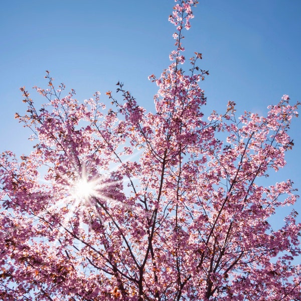 Japanese Cherry Tree Seeds - Heirloom, Non GMO - Grow Indoors, Outdoors, In Pots, Grow Beds, Soil, Hydroponics & Aquaponics