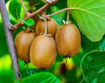 Kiwi Organic Seeds - Heirloom, Open Pollinated, Non GMO - Grow Indoors, Outdoors, In Pots, Grow Beds, Soil, Hydroponics & Aquaponics