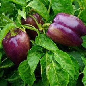 Lilac Bell Pepper Seeds - Organic, Heirloom, Open Pollinated, Non GMO - Grow Indoors, Outdoors, Pots, Grow Beds, Hydroponics & Aquaponics