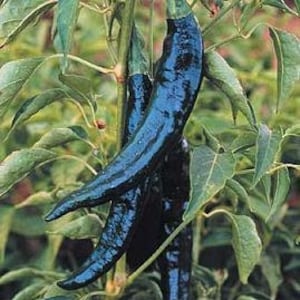 Pasilla Bajio Pepper Seeds - Biologisch, erfstuk, open bestoven, niet-GMO - Binnen, buiten kweken, potten, kweekbedden, hydrocultuur, aquacultuur