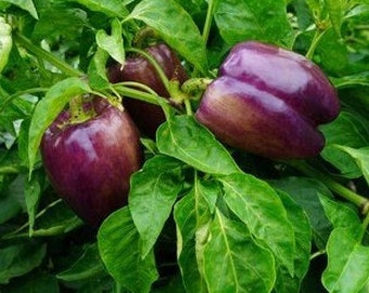 Puede incluir: Pimientos morados creciendo en una vid con hojas verdes.