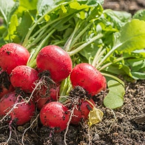 Radish Seeds - Organic, Heirloom, Open Pollinated, Non GMO - Grow Indoors, Outdoors, In Pots, Grow Beds, Soil, Hydroponics & Aquaponics
