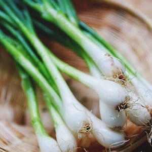 Scallion Organic Seeds - Heirloom, Open Pollinated, Non GMO - Grow Indoors, Outdoors, In Pots, Grow Beds, Soil, Hydroponics & Aquaponics