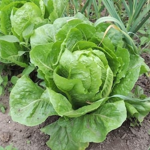 Green Romaine Lettuce Seeds - Organic, Heirloom, Open Pollinated, Non GMO - Indoors, Outdoors, Pots, Grow Beds, Hydroponics, Aquaponics