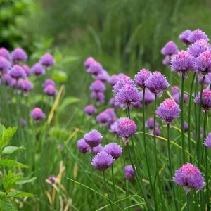 Chive Organic Seeds - Heirloom, Open Pollinated, Non GMO - Grow Indoors, Outdoors, In Pots, Grow Beds, Soil, Hydroponics & Aquaponics