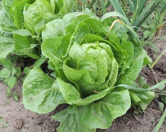 Green Romaine Lettuce Seeds - Organic, Heirloom, Open Pollinated, Non GMO - Indoors, Outdoors, Pots, Grow Beds, Hydroponics, Aquaponics
