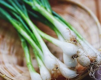 Scallion Seeds - biologisch, erfstuk, open bestoven, niet genetisch gemodificeerd - binnen, buiten, in potten, kweekbedden, aarde, hydrocultuur en aquacultuur