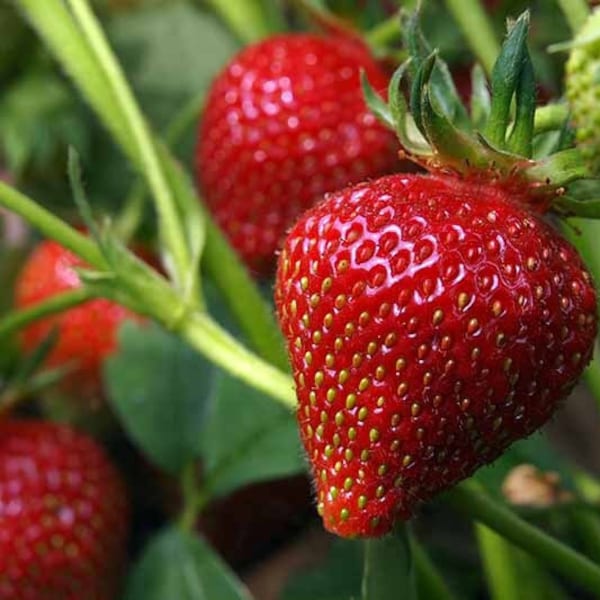 Strawberry Seeds - Organic, Heirloom, Open Pollinated, Non GMO - Grow Indoors, Outdoors, In Pots, Grow Beds, Soil, Hydroponics & Aquaponics