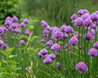 Chive Seeds - Organic, Heirloom, Open Pollinated, Non GMO - Grow Indoors, Outdoors, In Pots, Grow Beds, Soil, Hydroponics & Aquaponics