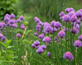 Graines de ciboulette biologiques - Héritage, pollinisation libre, sans OGM - Culture à l'intérieur, à l'extérieur, en pots, dans des plates-bandes, dans la terre, culture hydroponique et aquaponie