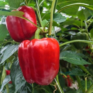 Sweet Pepper Organic Seeds - Heirloom, Open Pollinated, Non GMO - Grow Indoors, Outdoors, In Pots, Grow Beds, Soil, Hydroponics & Aquaponics