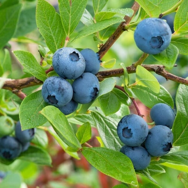 Blueberry Organic Seeds - Heirloom, Open Pollinated, Non GMO - Grow Indoors, Outdoors, In Pots, Grow Beds, Soil, Hydroponics & Aquaponics