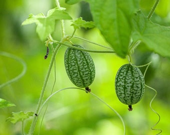Cucamelon Seeds - Heirloom, Open Pollinated, Non GMO - Grow Indoors, Outdoors, In Pots, Grow Beds, Soil, Hydroponics & Aquaponics