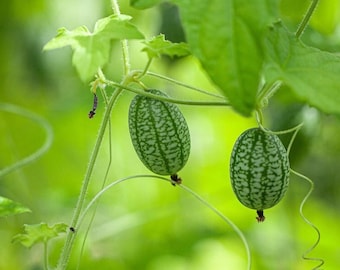 Semillas de Cucamelón - Heirloom, Polinización abierta, Sin OGM - Crecer en interiores, exteriores, en macetas, camas de cultivo, suelo, hidroponía y acuaponía