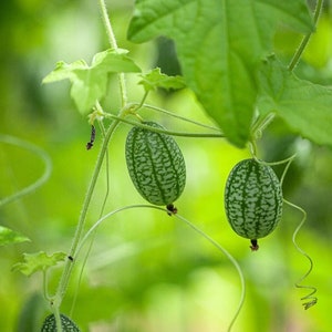 Cucamelon Seeds - Heirloom, Open Pollinated, Non GMO - Grow Indoors, Outdoors, In Pots, Grow Beds, Soil, Hydroponics & Aquaponics