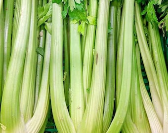 Celery Seeds - Organic, Heirloom, Open Pollinated, Non GMO - Grow Indoors, Outdoors, In Pots, Grow Beds, Soil, Hydroponics & Aquaponics