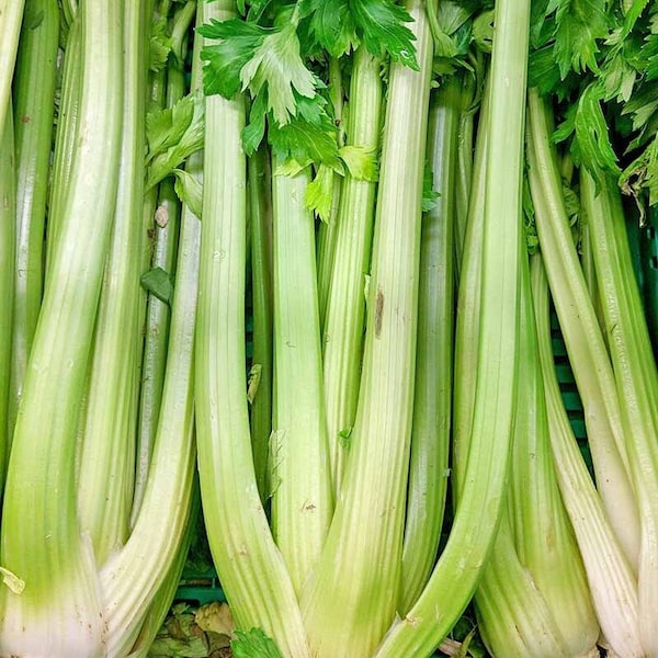 Celery Organic Seeds - Heirloom, Open Pollinated, Non GMO - Grow Indoors, Outdoors, In Pots, Grow Beds, Soil, Hydroponics & Aquaponics