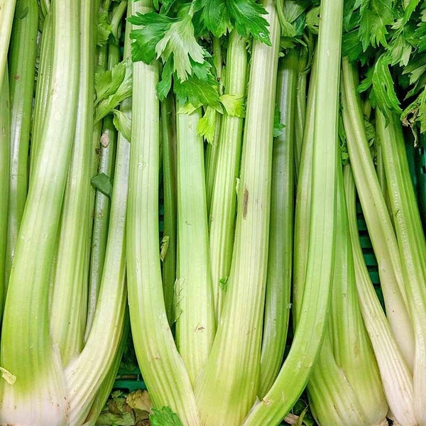 Celery Seeds Etsy