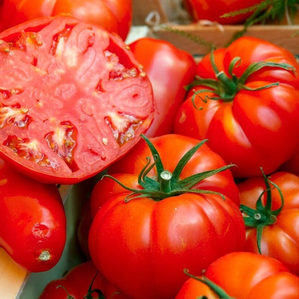 Beefsteak Tomato Etsy