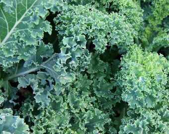 CAVOLO NERO Dinosaur Kale,Tuscany Black Cabbage KALEBORECOLE 200 Seeds