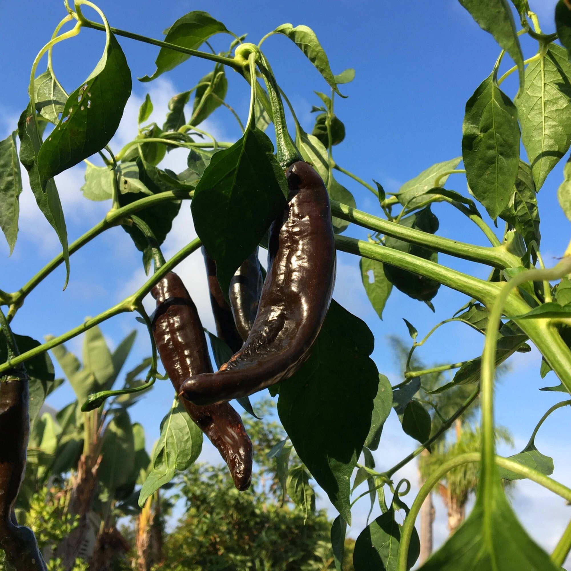 Pasilla Bajio Pepper Seeds - Organic, Heirloom, Open Pollinated, Non ...