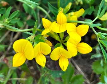 Bird’s Foot Trefoil Seeds - Grow Beautiful Flowers Indoors, Outdoors, In Pots, Grow Beds, Soil, Hydroponics & Aquaponics