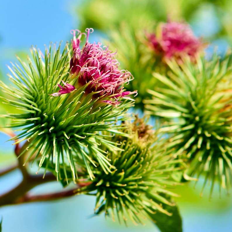 Puede incluir: Primer plano de un grupo de flores rosas y moradas con hojas verdes y espinosas. Las flores est&aacute;n en flor y tienen una textura delicada y plumosa.