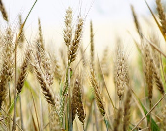 Wheat Seeds - Organic, Heirloom, Open Pollinated, Non GMO - Grow Indoors, Outdoors, In Pots, Grow Beds, Soil, Hydroponics & Aquaponics