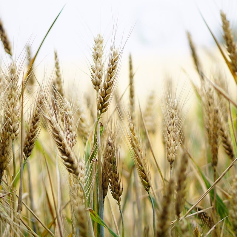 May include: A field of golden wheat stalks with a blurred background.