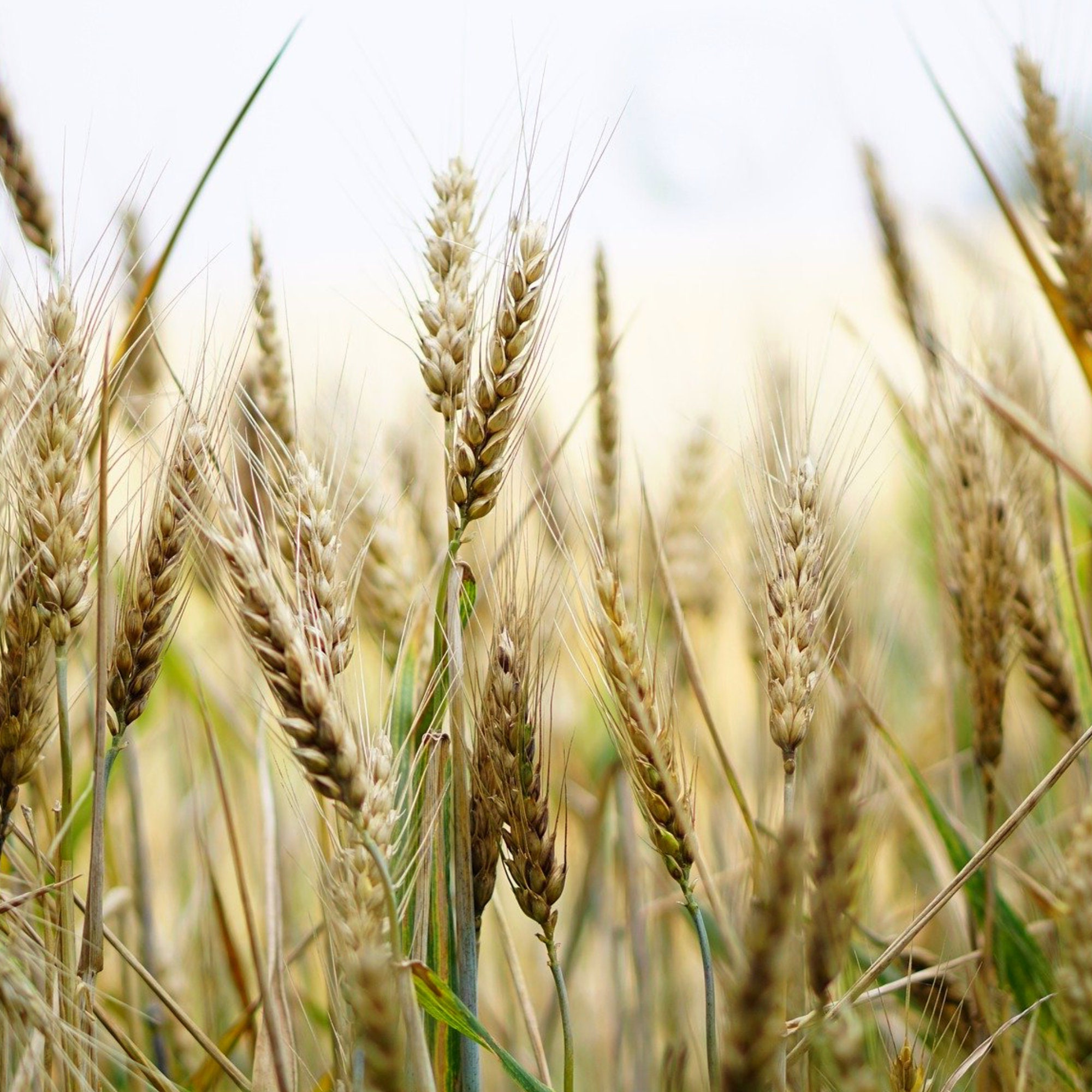 Wheat Seeds - Organic, Heirloom, Open Pollinated, Non GMO - Grow Indoors, Outdoors, In Pots, Grow Beds, Soil, Hydroponics & Aquaponics