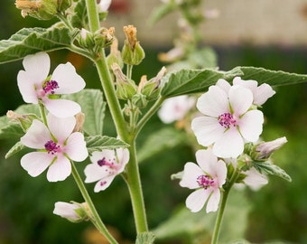 Semillas de hierbas de malvavisco - Orgánicas, de variedad tradicional, de polinización abierta, sin OMG - Cultivo en interiores, exteriores, en macetas, camas de cultivo, hidroponía y acuaponía.
