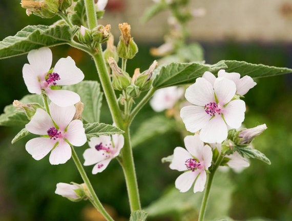 Marshmallow Herb Seeds - Organic, Heirloom, Open Pollinated, Non GMO - Grow Indoors, Outdoors, In Pots, Grow Beds, Hydroponics, Aquaponics
