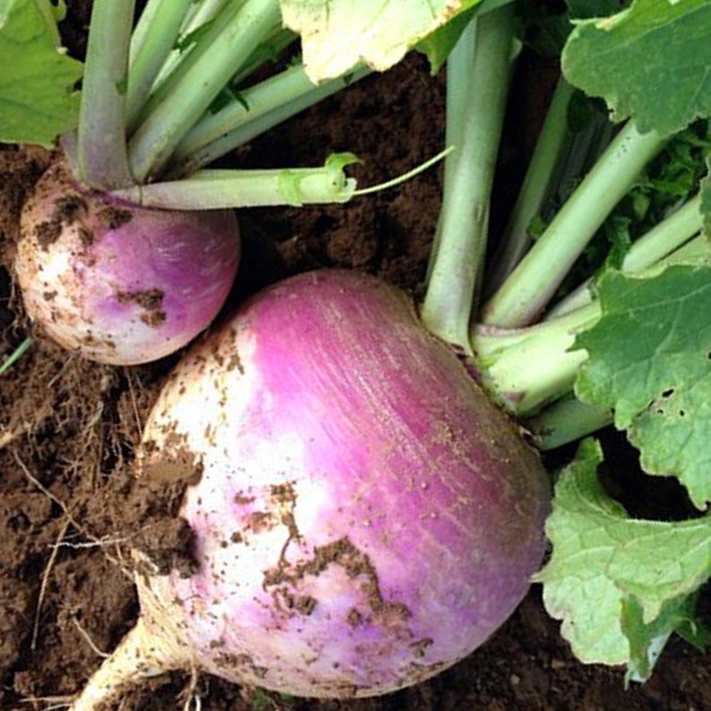 Rutabaga Organic Seeds Heirloom Open Pollinated Non GMO Etsy