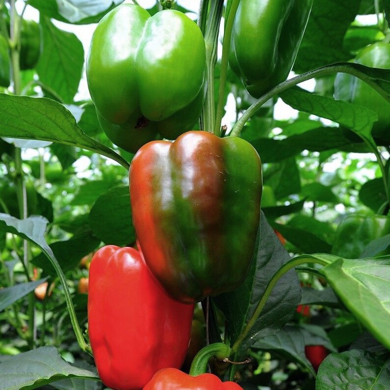 May include: Close-up of bell peppers growing on a vine. The peppers are green, red, and a mix of green and red. The peppers are growing in a greenhouse.
