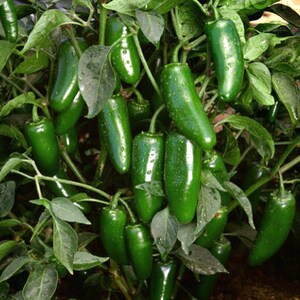 May include: A close-up of a green jalapeno pepper plant with many ripe peppers hanging from the branches. The peppers are green and glossy, and the plant is full of leaves.