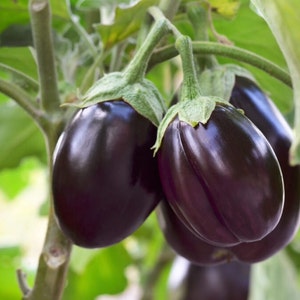 Auberginezaden - biologisch, erfstuk, open bestoven, niet genetisch gemodificeerd - binnen, buiten, in potten, kweekbedden, aarde, hydrocultuur en aquacultuur