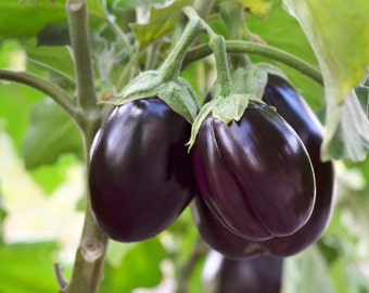 Eggplant Organic Seeds - Heirloom, Open Pollinated, Non GMO - Grow Indoors, Outdoors, In Pots, Grow Beds, Soil, Hydroponics & Aquaponics