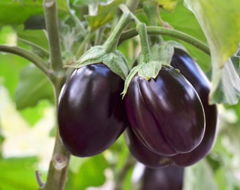 Eggplant Seeds - Organic, Heirloom, Open Pollinated, Non GMO - Grow Indoors, Outdoors, In Pots, Grow Beds, Soil, Hydroponics & Aquaponics