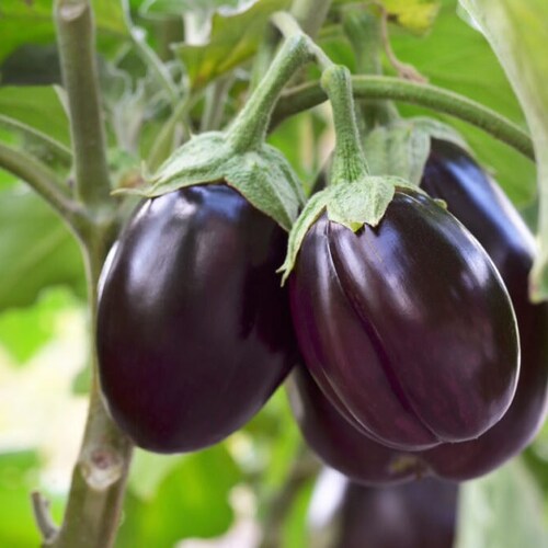 Eggplant Seeds - Organic, Heirloom, Open Pollinated, Non GMO - Grow Indoors, Outdoors, In Pots, Grow Beds, Soil, Hydroponics & Aquaponics
