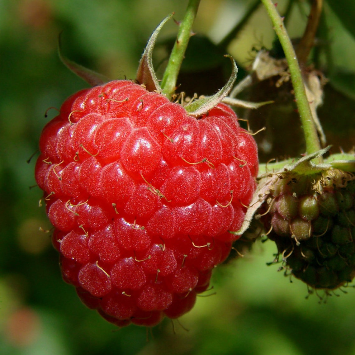 Raspberry Organic Seeds Heirloom Open Pollinated Non GMO Etsy