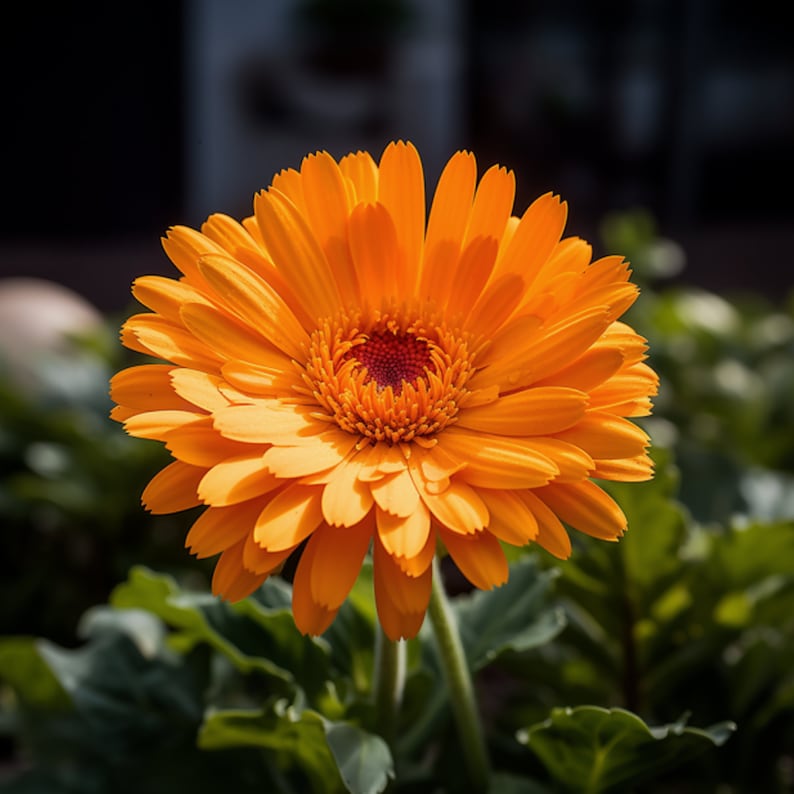 May include: A vibrant orange gerbera daisy with a red center, blooming in a garden setting.