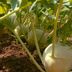 Kohlrabi Seeds - Organic, Heirloom, Open Pollinated, Non GMO - Grow Indoors, Outdoors, In Grow Beds, Soil, Hydroponics & Aquaponics