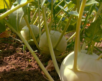 Graines de chou-rave - Biologiques, anciennes, pollinisation libre, sans OGM - Culture à l'intérieur, à l'extérieur, dans des lits de culture, dans la terre, culture hydroponique et aquaponie