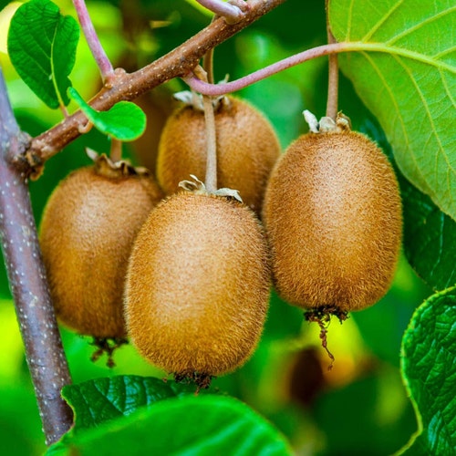 Kiwi Organic Seeds - Heirloom, Open Pollinated, Non GMO - Grow Indoors, Outdoors, In Pots, Grow Beds, Soil, Hydroponics & Aquaponics