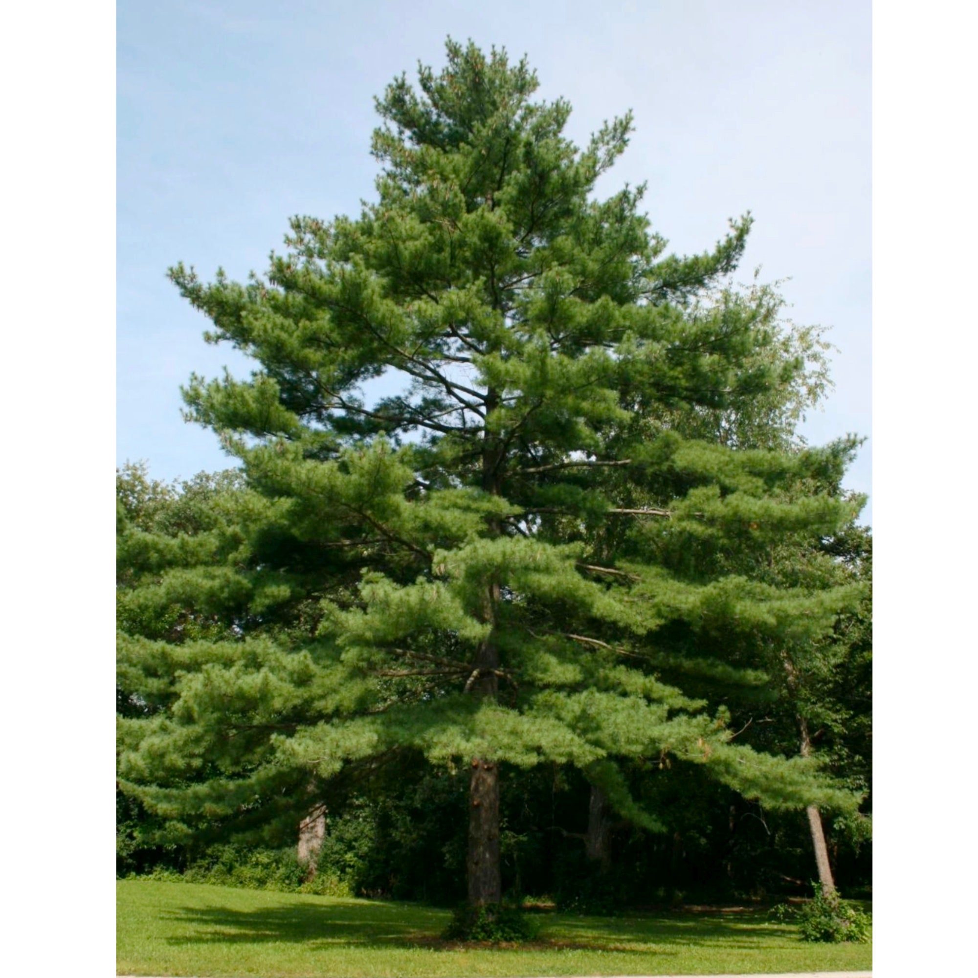 White Pine Tree Seeds Heirloom Open Pollinated Non GMO Etsy